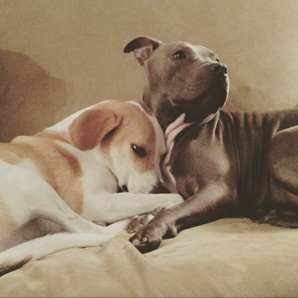 Best New Orleans Dog Parks and the Neighborhoods to Find Them Michael